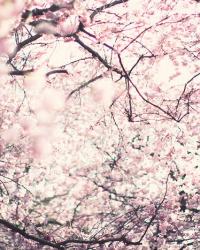 Cherry blossom