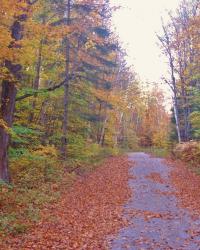 Autumn at the Cottage