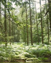 Sandringham Country Park