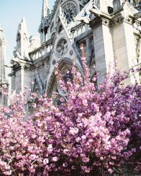 Paris, dag 4 – Körsbärsblommor, petit Trianon och en utskällning