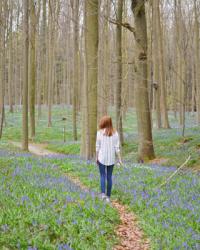 Flowering bluebells in Hallerbos