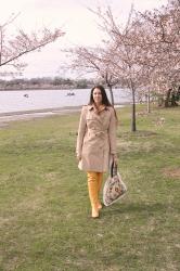 Cherry Blossom at the Tidal Basin, DC, USA 