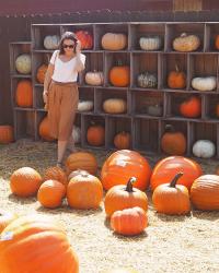 Pumpkin Patch, Virginia