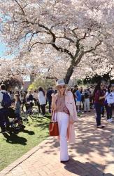 Visiting the Cherry Blossoms!