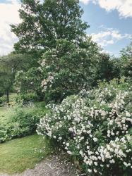 Lördag till onsdag: skärgården, nattdopp och lupiner