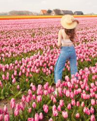 La fioritura di Tulipani in Olanda: tutto ciò che c’è da sapere!