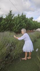 White Dress and Lavender Fields