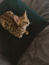 Life with Bengal Cats: The Beautiful Chaos of Tora and Olive
